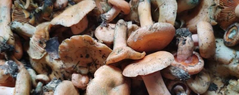 牛肝菌白葱红葱区别