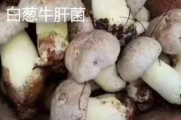白葱牛肝菌与红葱牛肝菌的区别