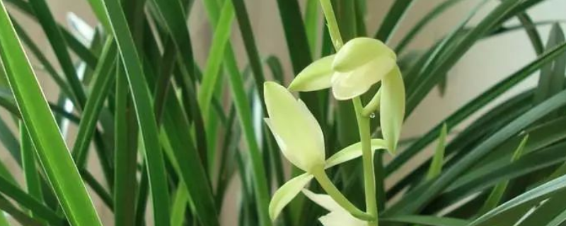 兰花铁骨素几月开花