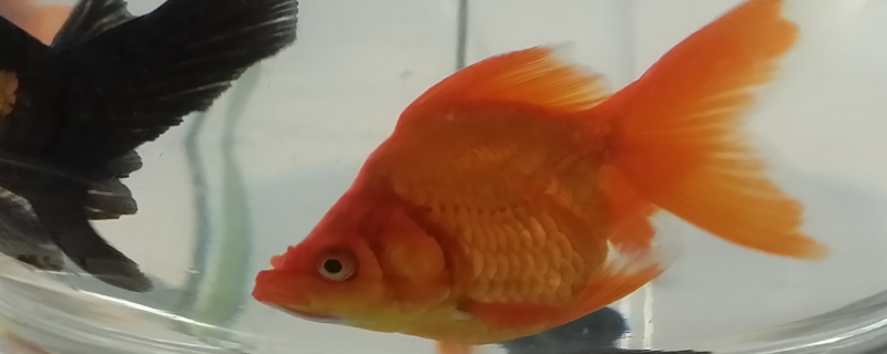 怎么养鱼不用换水