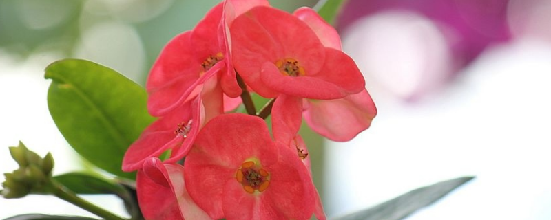 刺梅花的养殖方法
