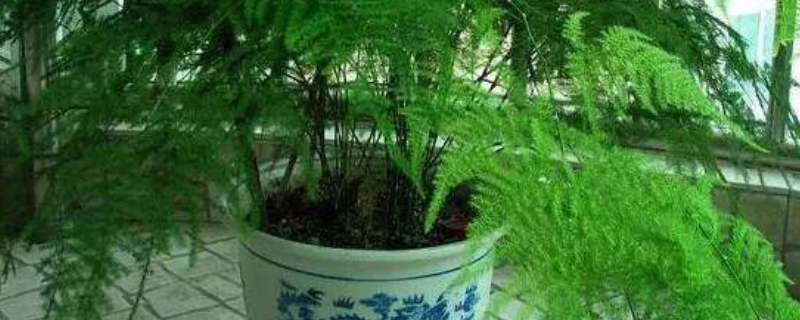 秋天文竹的养殖方法