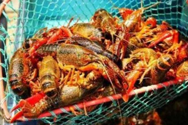 小龙虾清水养几天会死吗