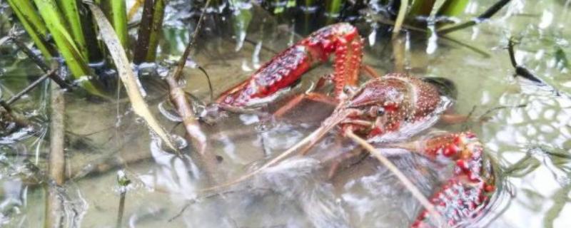 小龙虾要放水养吗