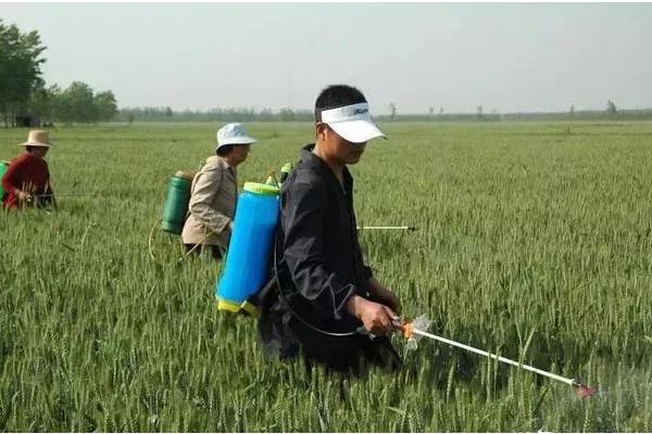 小麦除草剂什么时候打
