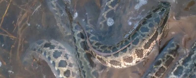 黑鱼生活环境及特点