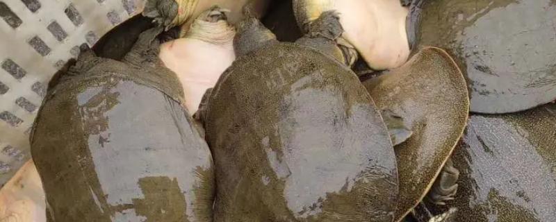 一只甲鱼多少斤