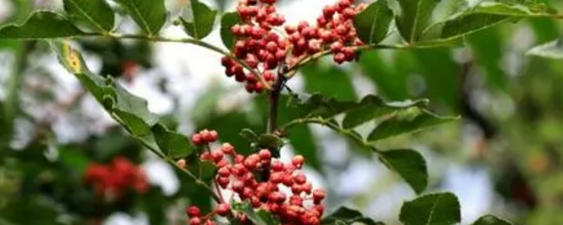 凤椒有什么特点