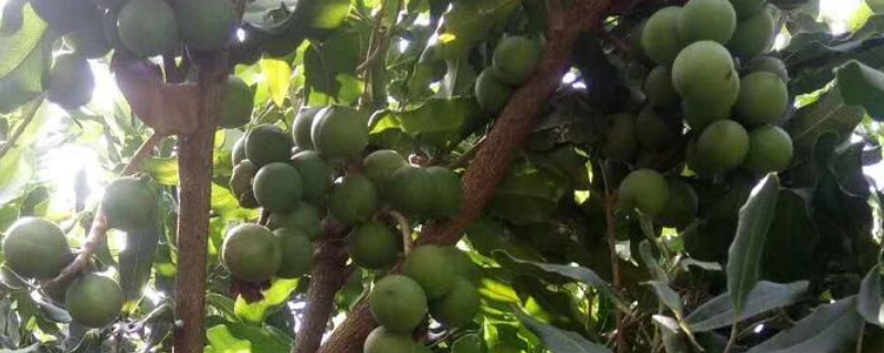 广西坚果树苗种植要点
