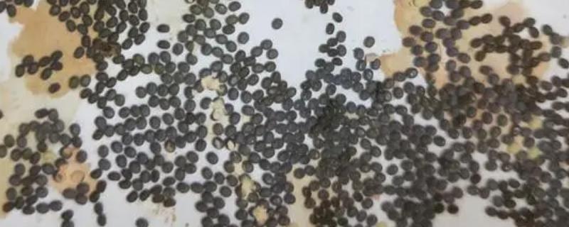 蚕卵怎么孵化成蚕宝宝