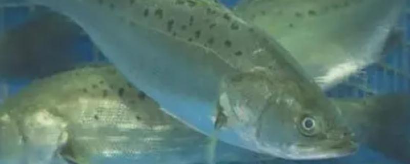 海鲈鱼和淡水鲈鱼的区别