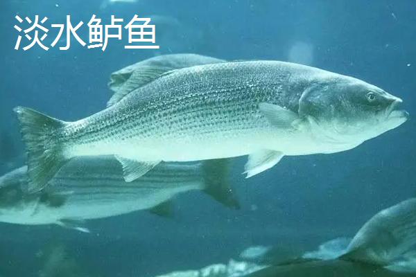 海鲈鱼和淡水鲈鱼的区别