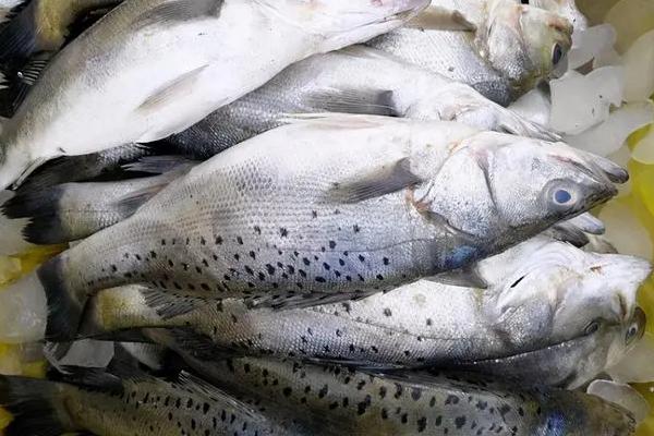海鲈鱼和淡水鲈鱼的区别