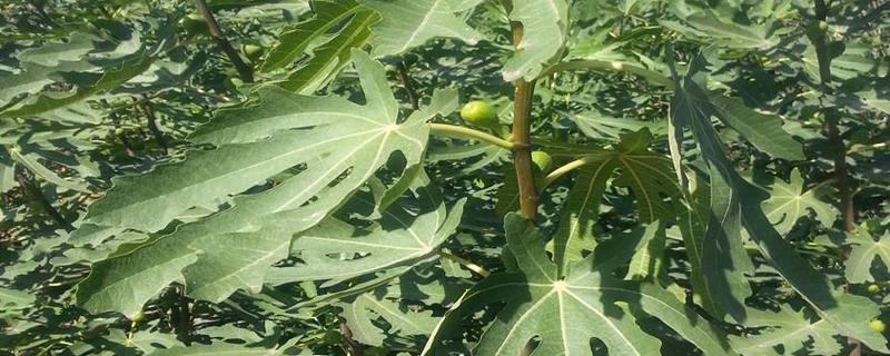 无花果树苗怎么种植