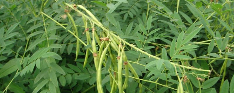 苦参的种植方法