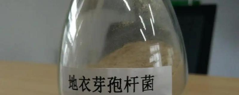 地衣芽孢杆菌对植物