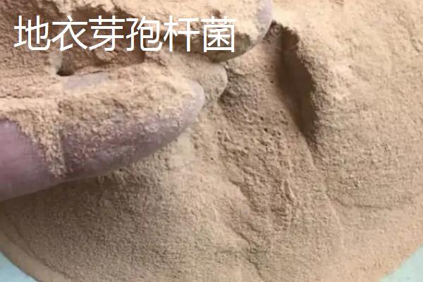 地衣芽孢杆菌对植物有什么作用