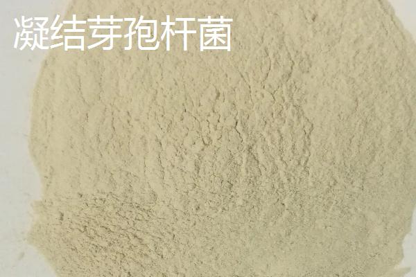 地衣芽孢杆菌对植物有什么作用