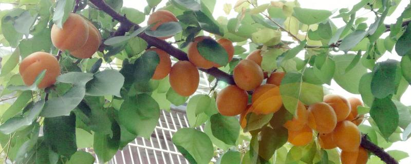 杏树一般和什么树嫁接