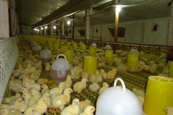 饲养雏鸡什么时候关灯