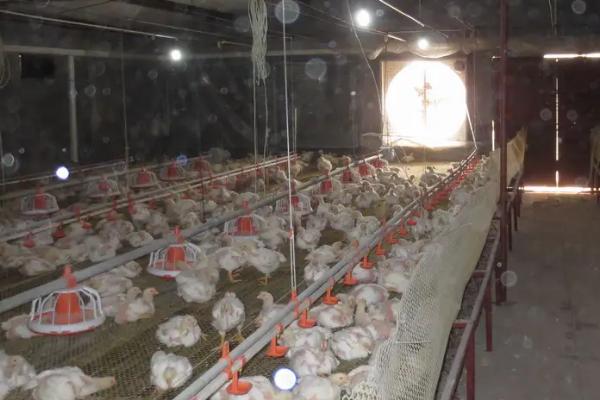 饲养雏鸡什么时候关灯