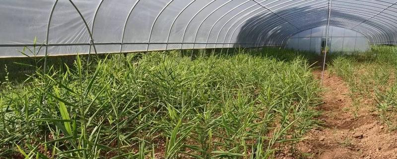 大棚生姜种植技术