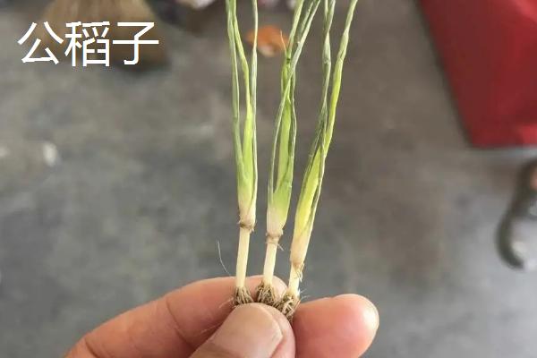 稻苗出现公稻子如何处理