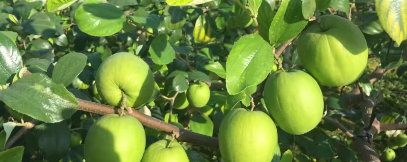 台湾青枣种植技术