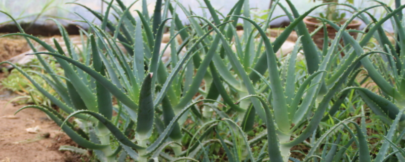 芦荟苗种植方法