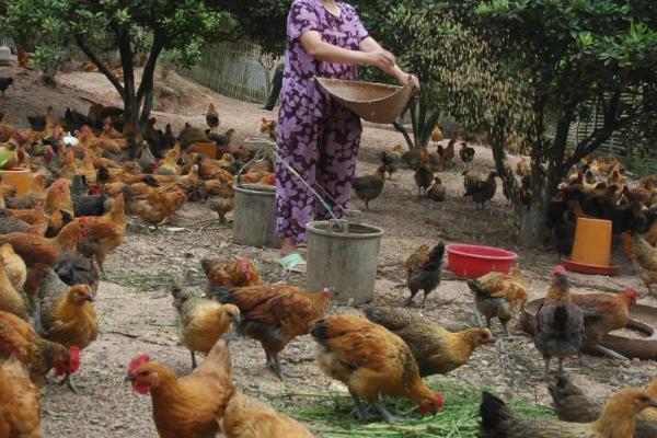 鸡球虫病如何防治