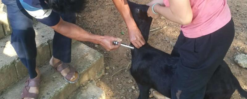 羊三联四防都管什么病
