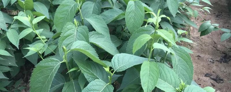 杜仲的种植技术