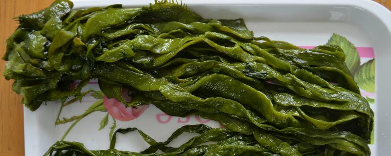 螺旋藻是裙带菜吗