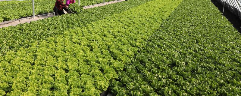大棚蔬菜营养土如何配制