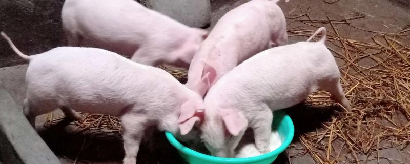 猪吃猪粪怎么治疗