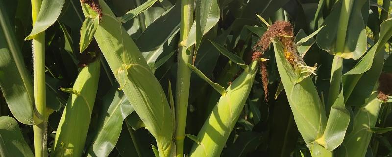 沧玉76玉米种简介