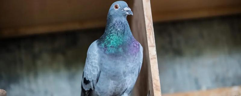 桑杰士信鸽特点