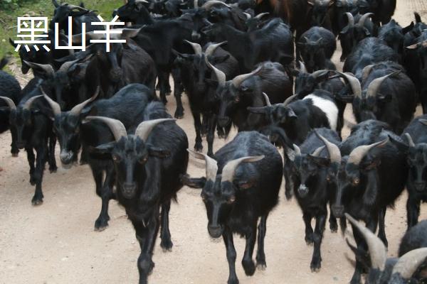黑山羊简介