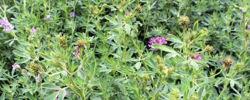 紫花苜蓿牧草的优缺点