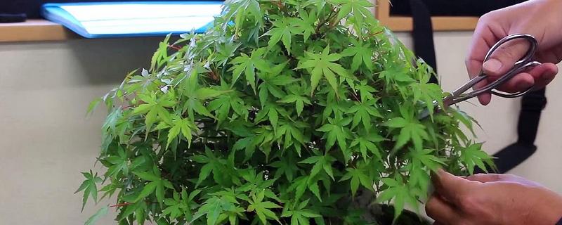 枫树的修剪方法