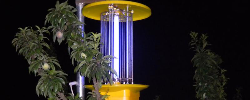黑光灯可以诱杀哪些害虫