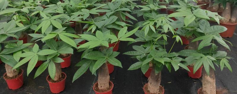 盆栽发财树怎么种植