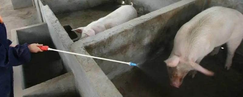 高锰酸钾能直接喷在猪身上吗