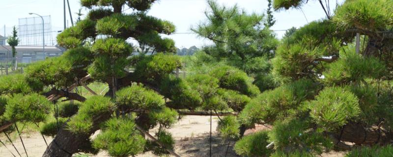 黑松用什么土养