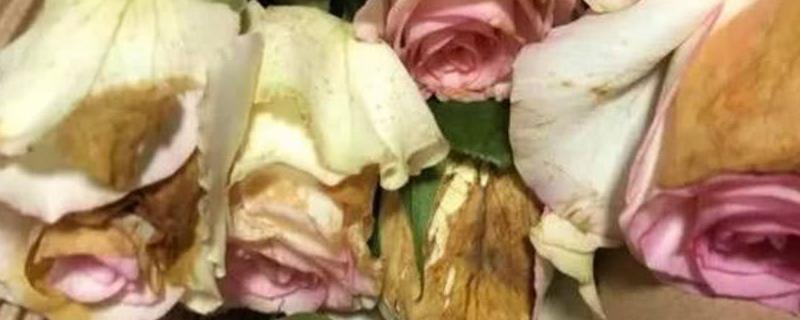 玫瑰有病害怎么治