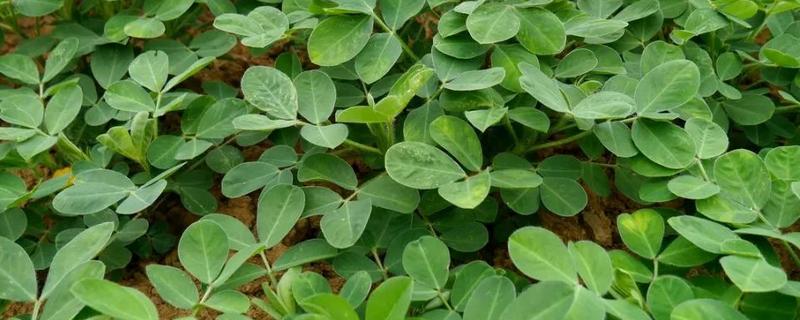 花生是什么科植物