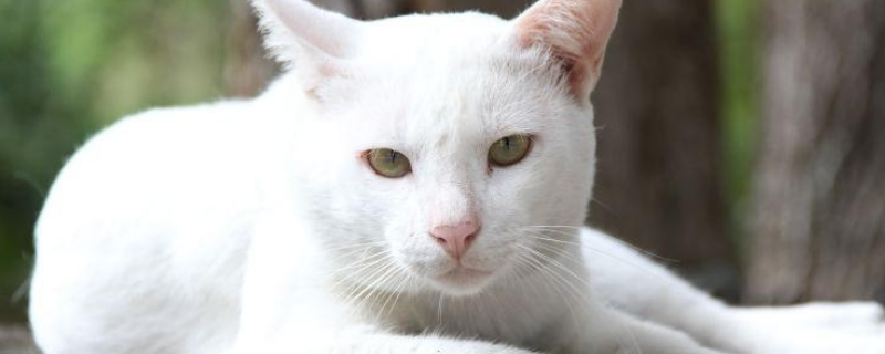 猫的养法
