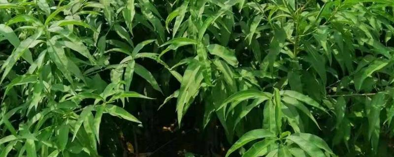 黑桃树苗种植要点