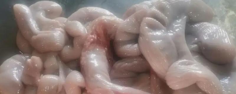 猪生肠是什么器官