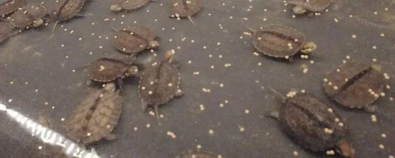 乌龟饲料要怎么做
